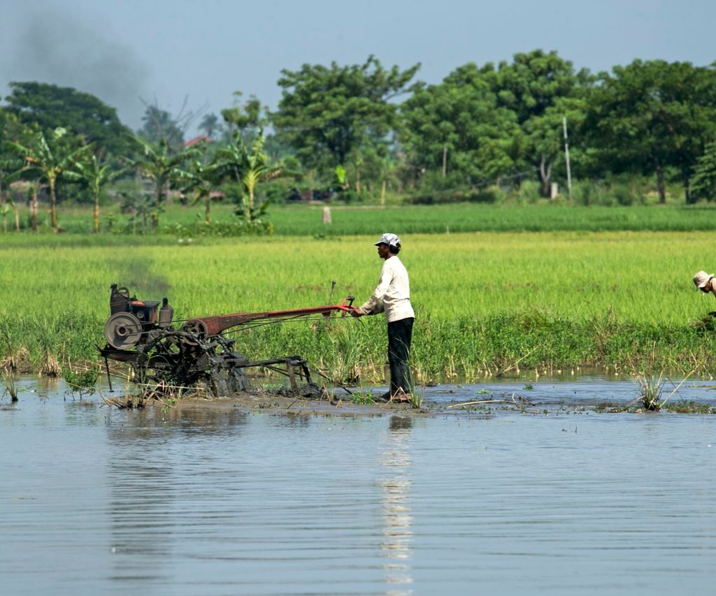 Two farmers working in a lush green rice field with a tractor in rural setting.