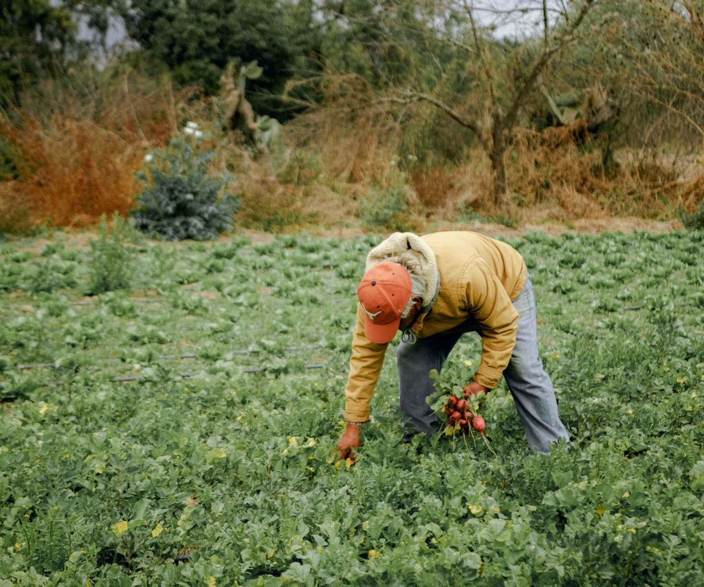 A farmer is seen harvesting root vegetables in a lush, green countryside field.