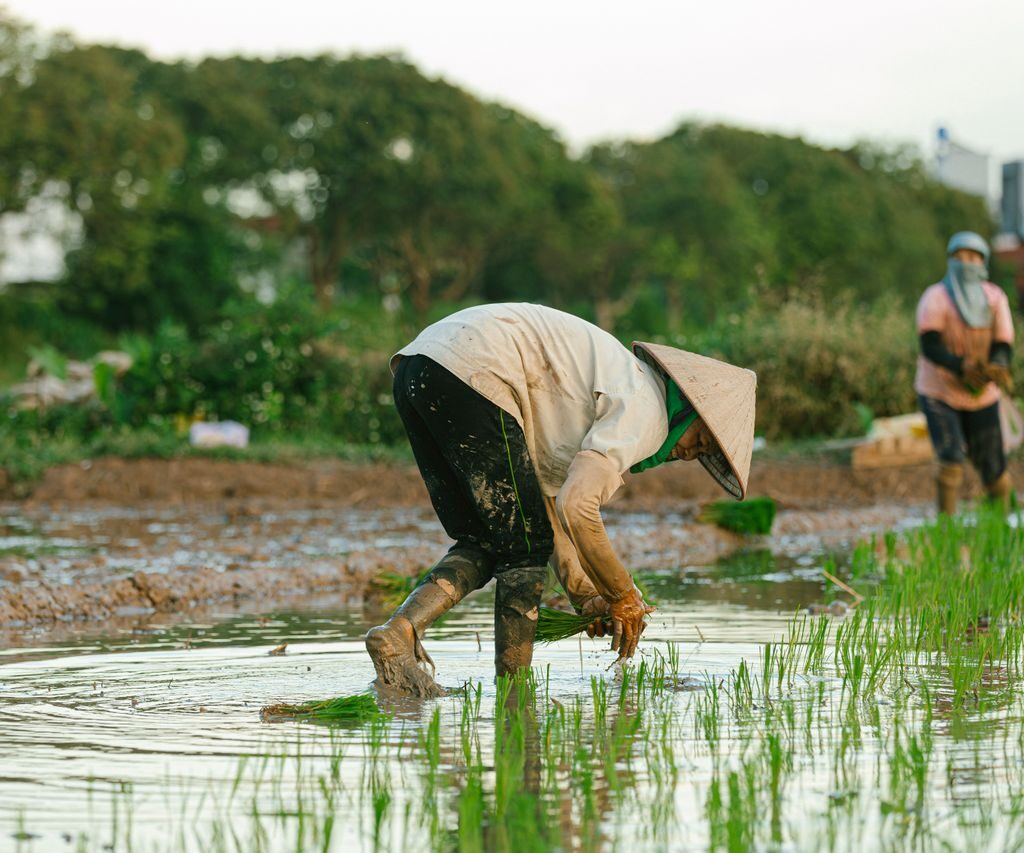 Farmers working in flooded rice fields with conical hats under a bright evening sky.