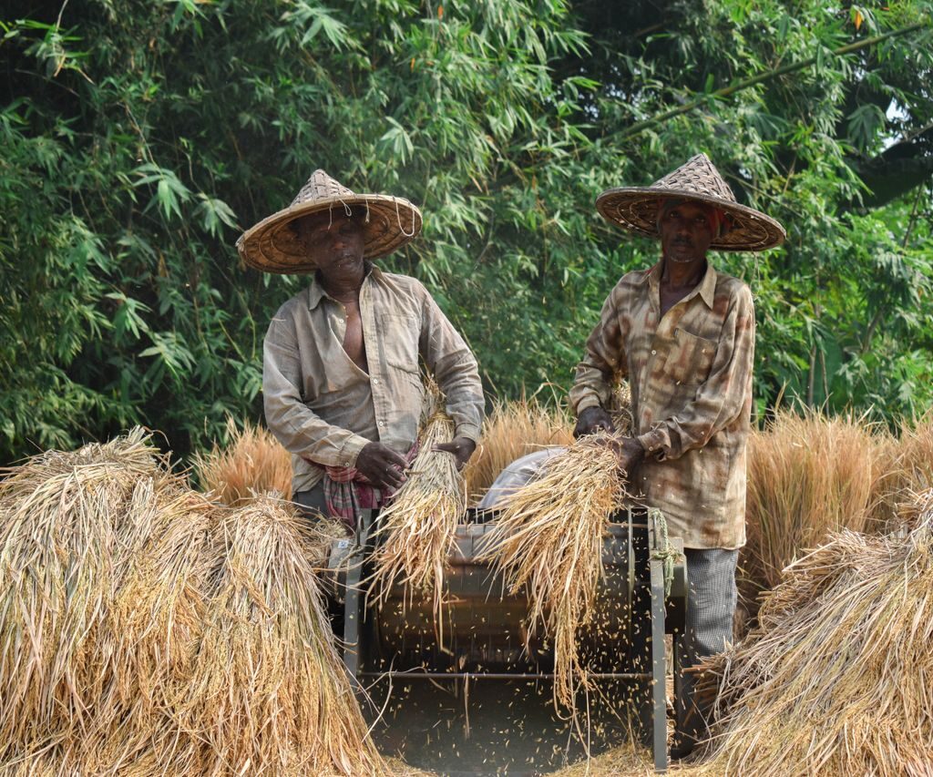 Two farmers threshing rice in traditional attire with straw hats outdoors.